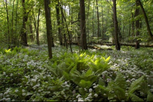 Koja stabla rastu u mješovitoj šumi? Koja stabla rastu u mješovitoj šumi?